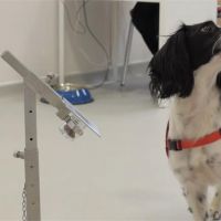 英國單日死亡新高！醫療偵測犬入抗疫陣線