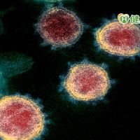 最新《自然》小型研究　新冠病毒可能染病初期感染力最強