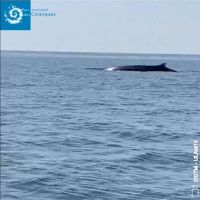 武漢肺炎讓動物重拾活動空間？法國蔚藍海岸現長鬚鯨身影