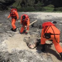 綠島發現腐爛侏儒抹香鯨 採樣後掩埋