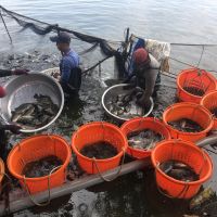 疫情衝擊訂單減　台灣鯛價格大幅滑落