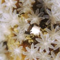 奇景必看！墾丁珊瑚集體產卵大爆發 海底宛如下雪