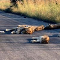 疫情下的受惠者！「優勝美地」動物逛大街 南非獅群躺馬路
