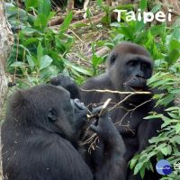金剛猩猩愛吃自然植栽　還會折斷枝條「外帶」