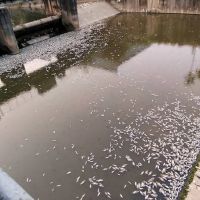 台中筏子溪昨日斷流 今日出現一大堆死魚