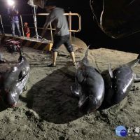 小虎鯨集體擱淺　3死1受傷
