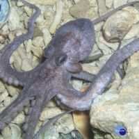 防止特有種章魚滅絕　澎縣研議保護方案
