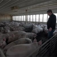沒人殺豬送豬！美國農場豬滿為患考慮安樂死