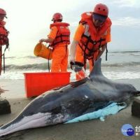 糙齒海豚擱淺潮音海岸　桃市海管處會同救援後送治療