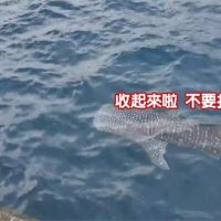 豆腐鯊增列保育類 違法獵捕最重罰150萬