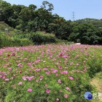 貓空樟樹步道粉色波斯菊伴茶香　賞花正逢時