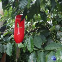 咖啡農園大紅燈籠高高掛　誘捕害蟲咖啡果小蠹有成效