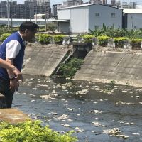 台中東大溪下游再度發生魚群集體暴斃