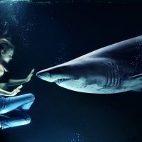 知名服務供應商「Salesforce」攜手海洋組織 用AI追蹤野生鯊魚