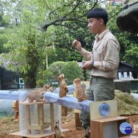 變身「動物玩具專家」　六福村保育員打造專屬新玩具