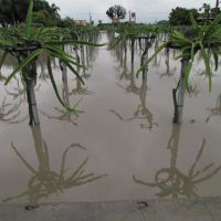 梅雨季到來 彰化籲農民強化排水培土 減少農損