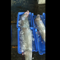 快新聞／台東漁民捕獲兩尾「地震魚」 每公斤110元拍出