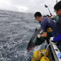 小抹香鯨擱淺觀音海岸獲救　基隆外海野放成功