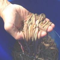 種蝦專屬生餌 無特定病原沙蠶量產技術