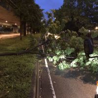 大雨掃過中市路樹倒　即時清除無人車受傷受損