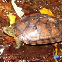 世界烏龜日　攜手守護野生龜類生存