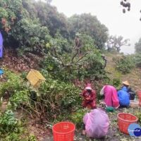 梅雨鋒面滯留　農民注意雨後疫病防治