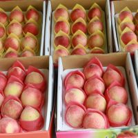 五峰鄉「五月桃」產季　甜美滋味不可錯過