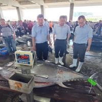 東港漁市場今拍賣168尾黑鮪魚　創單日最高紀錄