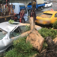 快新聞／台南大雨路樹突倒塌 兩車遭殃一台車頂全毀
