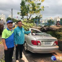 又是菩提樹倒塌壓毀民車　南市議員要求路樹總體檢