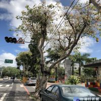 維護用路人安全　南市工務局移除染腐菌行道樹