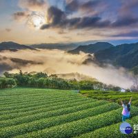 文山包種茶飄香上市　坪林區公所協助農友行銷新北好茶