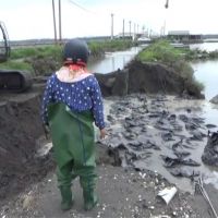 台西養殖區護岸潰堤 8公頃魚塭遭淹沒