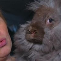 保護早產兒度過寒冬 俄羅斯「安哥拉兔廠」捐贈兔毛針織衣物
