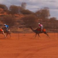 澳洲駱駝賽閉門競速！比賽相關收益用於慈善機構募款