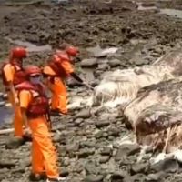 10公尺抹香鯨蘭嶼擱淺死亡 魚體已腐爛