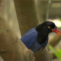 繁殖期小心藍鵲巴頭！台北市立動物園圍起遊客封鎖線