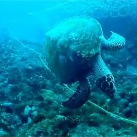 海龜慘遭漁網纏繞致死！潛水地違規擺流刺網成安全隱憂
