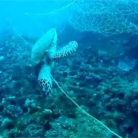 夜線／海龜慘遭漁網纏繞致死！潛水地違規擺流刺網成安全隱憂