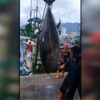 破台東紀錄！成功漁港捕獲395公斤超大黑鮪魚