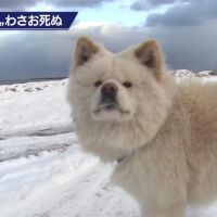 生平故事曾被拍成電影！日本知名狗明星蓬夫13歲高齡過世