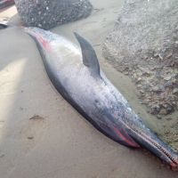 嘉義縣今年第5起 好美里沙灘驚見死亡鯨豚