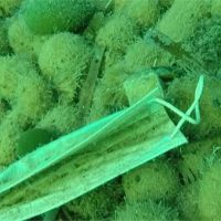 防疫期間海底驚見「口罩、塑膠手套」...法國祭千元罰款防亂丟