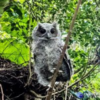 撿到野生雛幼鳥怎麼辦？　北市動保處：建議 「先觀察，後通報」