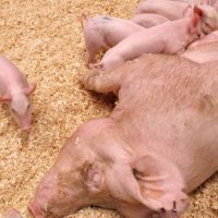 抗疫24年終於從「口蹄疫區」除名 台灣豬肉重返國際