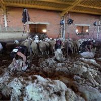 綿羊不能不剃毛！西班牙牧場包機請250烏拉圭師傅來修剪
