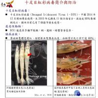 十足目虹彩病毒疫情傳播北中南台　南市寄發宣導單加強防疫工作
