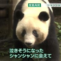 睽違4個月！東京上野動物園重新開放 貓熊香香人氣爆棚