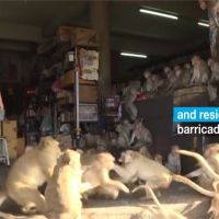 因疫情遊客不來 大批「餓」猴湧入泰國市區搶糧