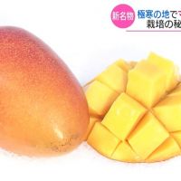 北海道冬天產芒果 一顆賣5萬日圓